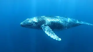 Underwater Ocean Ambience | Peaceful Waves & Relaxing Music for Sleep, Meditation & Stress Relief