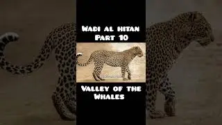 Wadi al hitan Egypt Part 10#explorepage #wadialhitan #whales