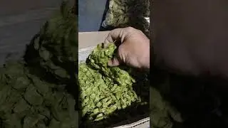 Drying Hops  Part2  #hops , #brewing,