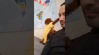 Tiny Dog Wants Attention from His Owner :) #shorts