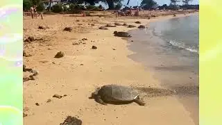 Sea Turtles on the Beach in Kauai 🐢 Poipu Beach Sunbathing | Hawaii Travel Video