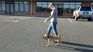 Abner, 3 Year Old Puggle, Crazy When People Come Over, General Anxiety