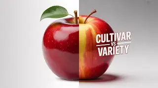 Why Do Apples Have Names Like Granny Smith?