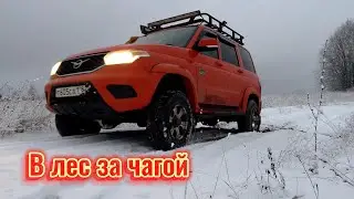 Прогулка по лесу за чагой. Как собирать чагу.