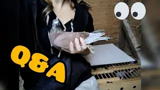 PASOŻYTY W HODOWLI? 🤬🤔 Jak sobie z tym radzę ☝️ ODPOWIADAM NA PYTANIA WIDZÓW 🔥