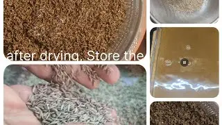 how to clean Cumin/jeera #spices #cleaning #cumin #jeera