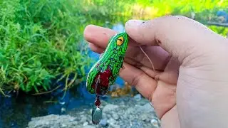 Killer Frog Lure | Urban Snakehead Fishing Philippines #fishing #mancingikangabus #snakeheadfishing