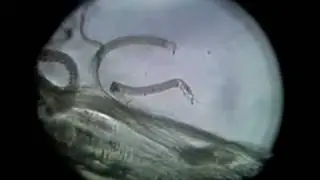 Skeletal Muscle Cell Contraction 1 1 mpeg2video