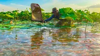 Catching Wild Betta Fish And Betta Fish In Lotus Lake, Unbelievable Catching (Episode 27)