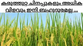നെൽകൃഷിയിൽ കരുത്തുറ്റ ചിനപ്പുകൾക്കും അധിക വിളവിനുമായി..#kuttanad #agriculture #alappuzha #farming 