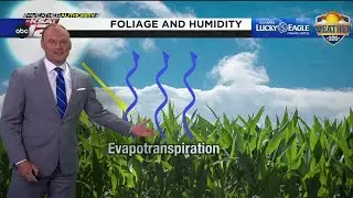 Weather 101: Foliage comparison and its effect on humidity
