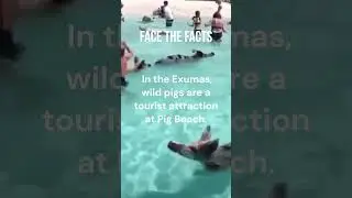 Swimming Pigs of the Caribbean: A Unique Island Adventure! #shorts