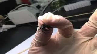 Brown Widow Spiders