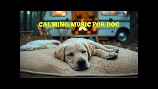 Dog Anti-Anxiety Pet Music for 12 HOURS 🐶 Calm Panic Responses and Promote Inner Peace in Dogs