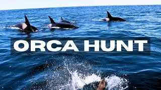 Orcas hunting a sea lion (nearly JUMPS into boat!) | Pacific Offshore Orca Quest