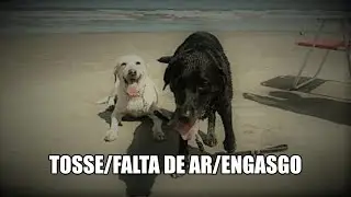 colapso de traqueia em c&atilde;es o que fazer