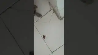 cat play with cockroach #cat #uttarpradesh #uttarakhand