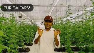 Soillees farming explain ! #hydroponics #puricafarmsUse # #Farming #Organic#Organicfarming