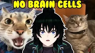 Vtuber Reacts to CRAZY Cats with No Brain Cells!