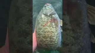#bait #bassfishing #fishing #wootungsten #fishingbait #youtube #fish #lure #wootungsten #everyone