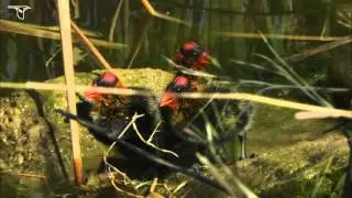 American Coot chicks