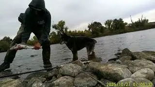 Fly fishing for steelhead on the Feather River California.