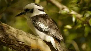 Kookaburra (Dacelo novaeguineae) in a Tree / J&auml;gerliest im Baum [1]