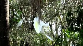 White big birds at Rainbow Beach