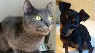 Fight: Pincher Vs  Russian Blue