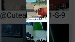 #cuteanimals #funnyanimals pt-413 #shorts #memes #petfunny#video#comedy