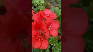 Geranium flower #geranium  #flowers  #bluedreamsgarden #garden #beautiful #foryou #shorts #fyp