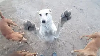 Feeding the stray dogs again! | Lockdown