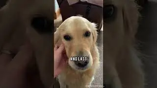 Why You SHOULD Get a Golden Retriever