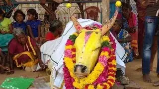 மதகுபட்டி வெள்ளையனின் கலை மறைந்தது (8march 2020) #jallikattu