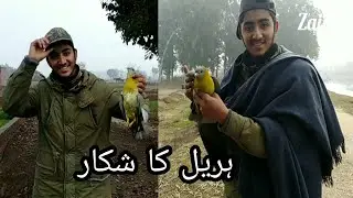 Green pigeon Hariyal Hunting in Pakistan,Rajpoot Hunter
