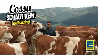 Cossu schaut rein – Goldbachhof Schwarzwald Bio-Weiderind