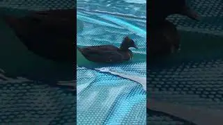 Ms. DuBay&rsquo;s Pet Duck Lily