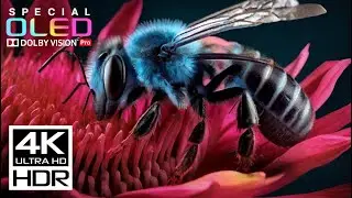 Infinite Detail: 8K HDR 120FPS Nature | Dolby Vision [8K ULTRA HD]