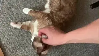 타뮤 만질만질