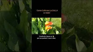 Come coltivare la calla in vaso