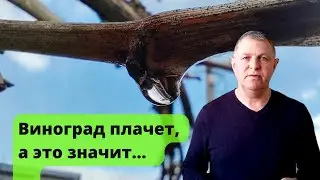 Плач виноградной лозы / Weeping vine. Пасока весной / apiary in spring