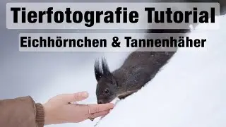 Fotografieren im Winterwald - Beim Eichhörnchen und Tannenhäher (inkl. Bearbeitung)