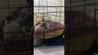 My cutie pappies chihuahuas 