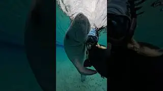 Why are Manatees hugging Divers? #facts #animalfacts #wildlife
