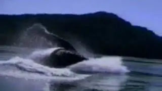 🐳🐳 Ballena saltando fuera del agua 🐳🐳