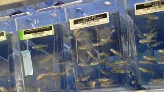 Why Study Fish? | Dr. Chris Sansam | OMRF