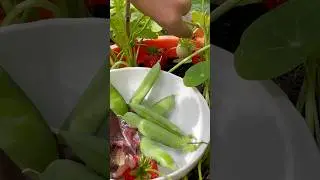 Easy City Garden Harvest #harvest #citygarden #citygardening #asmr #harvestseason #homegrown #fruity