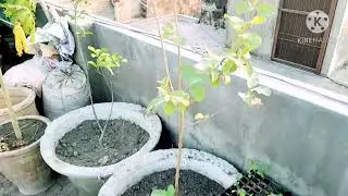 🍈 Grow Pink Guava in Pots &ndash; Easy Care Tips for Maximum Harvest!   #guavaplants  #pinkguava