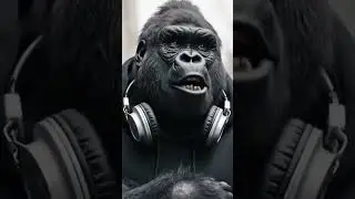 &laquo; M&ecirc;me le gorille le savait 😭🦍 &raquo;#shorts#youtubeshorts#gorille#humour#humourfrancais