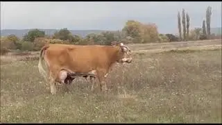 Breza -  Slavko Kolar (O&Scaron; Ivana Mažuranića Obrovac Sinjski)
